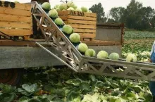 Przenośnik do zbioru warzyw z firmy Kruszec