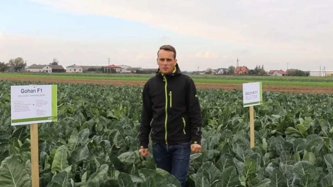 Odmiany kalafiora Syngenta