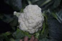 Kalafior odmiana Giewont