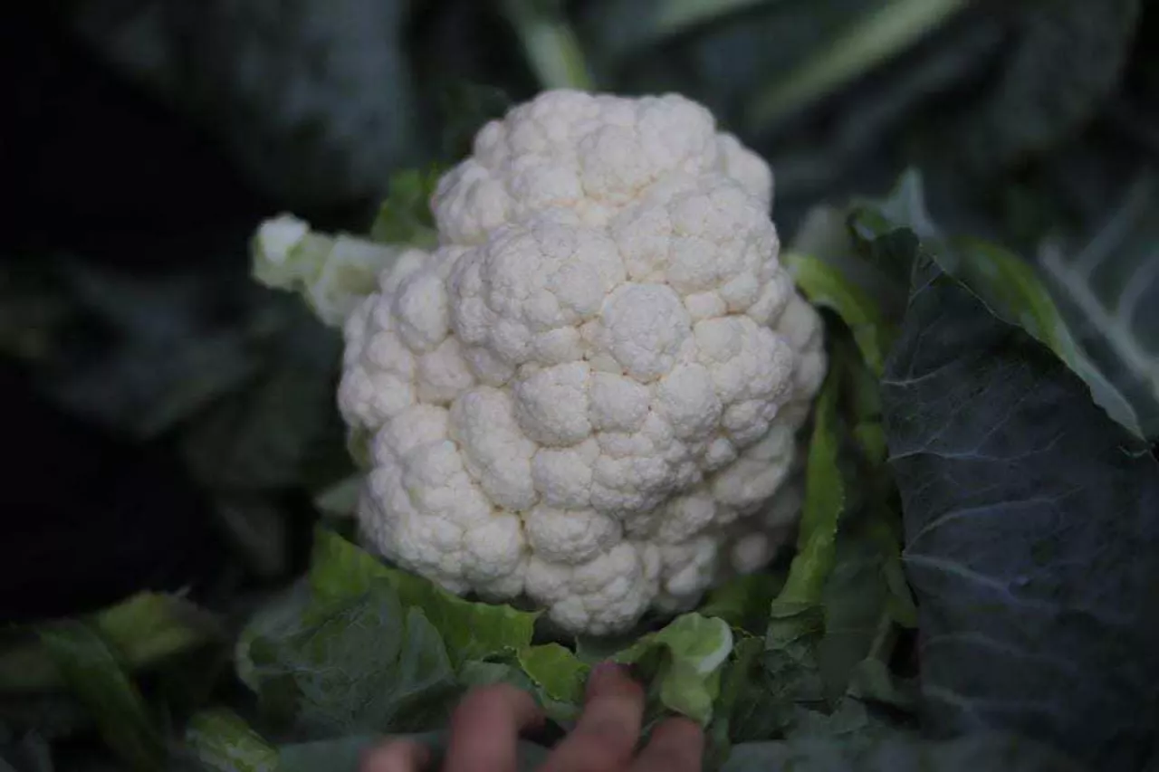 Kalafior odmiana Giewont