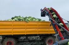 zbiór kapusty PAWEKO