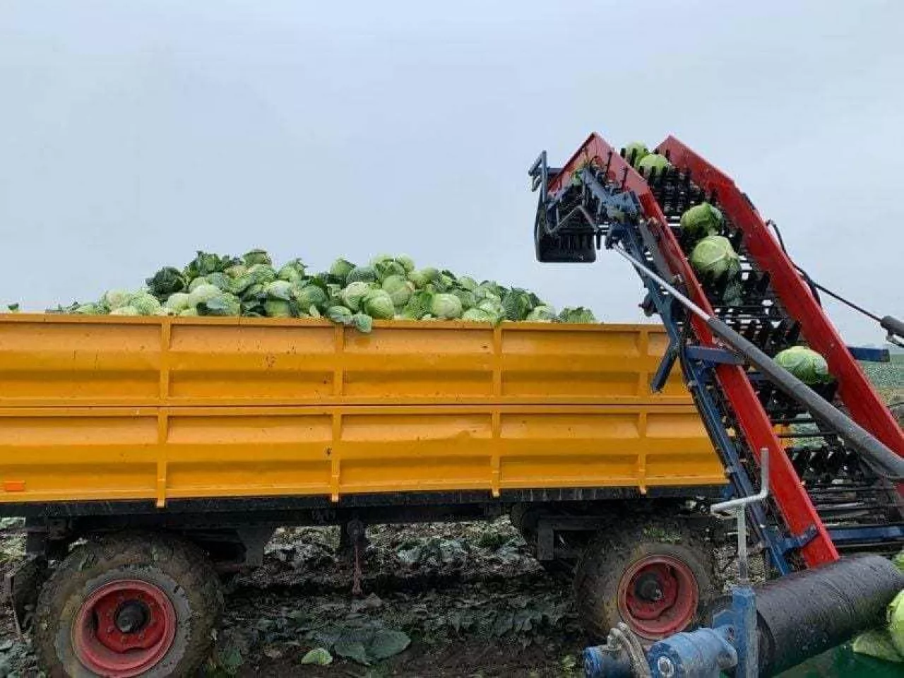 zbiór kapusty PAWEKO