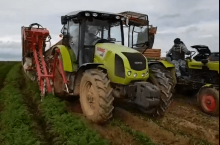 Zbiór marchwi odmiany Subito w małopolskim gospodarstwie