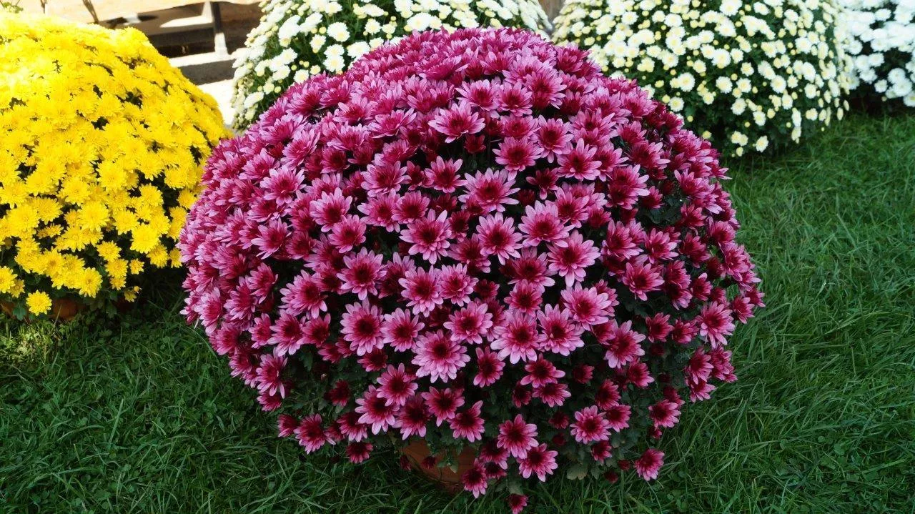 chryzantemy