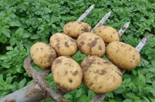 Uprawa wczesnych ziemniaków