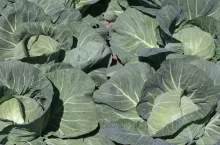 Wczesne warzywa kapustne