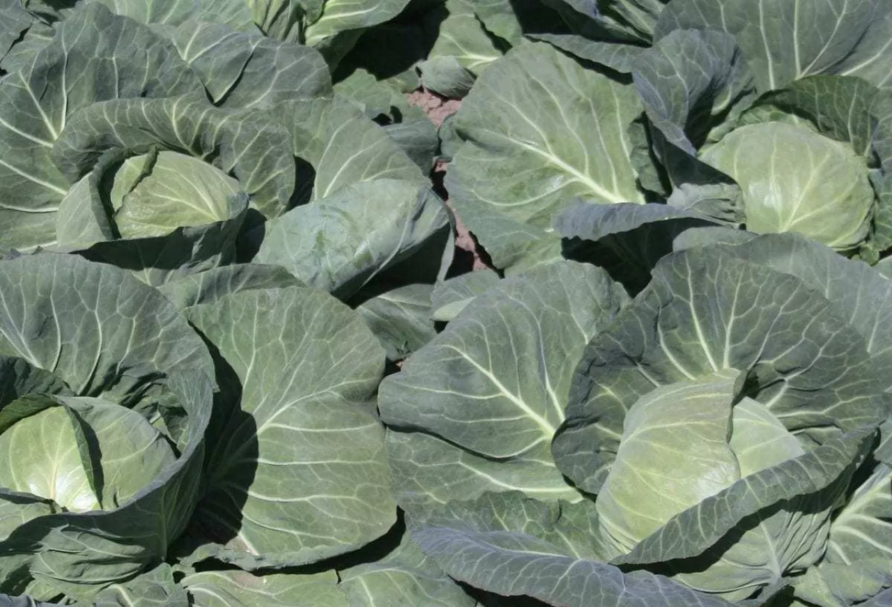 Wczesne warzywa kapustne