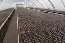 Siew nasion sałaty masłowej