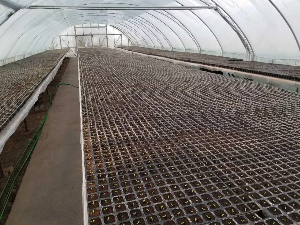 Siew nasion sałaty masłowej