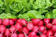 Sałaty i rzodkiewki