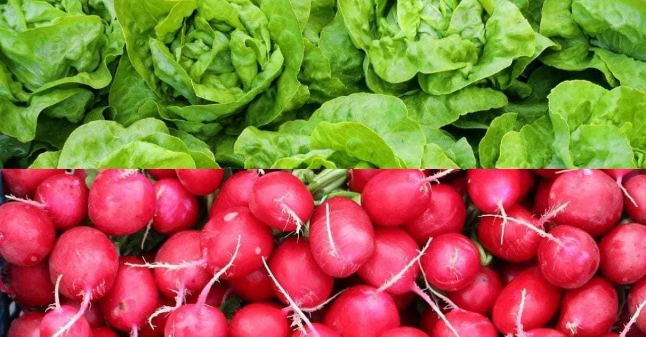 Sałaty i rzodkiewki