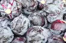 Kapusta czerwona na rynku niemieckim