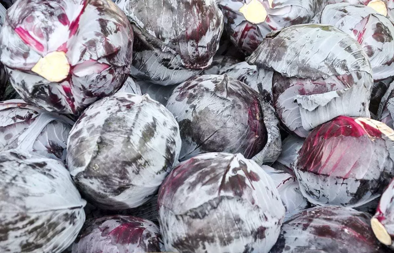 Kapusta czerwona na rynku niemieckim