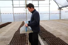 Siew wczesnej kapusty do uprawy przyśpieszonej w tunelach foliowych