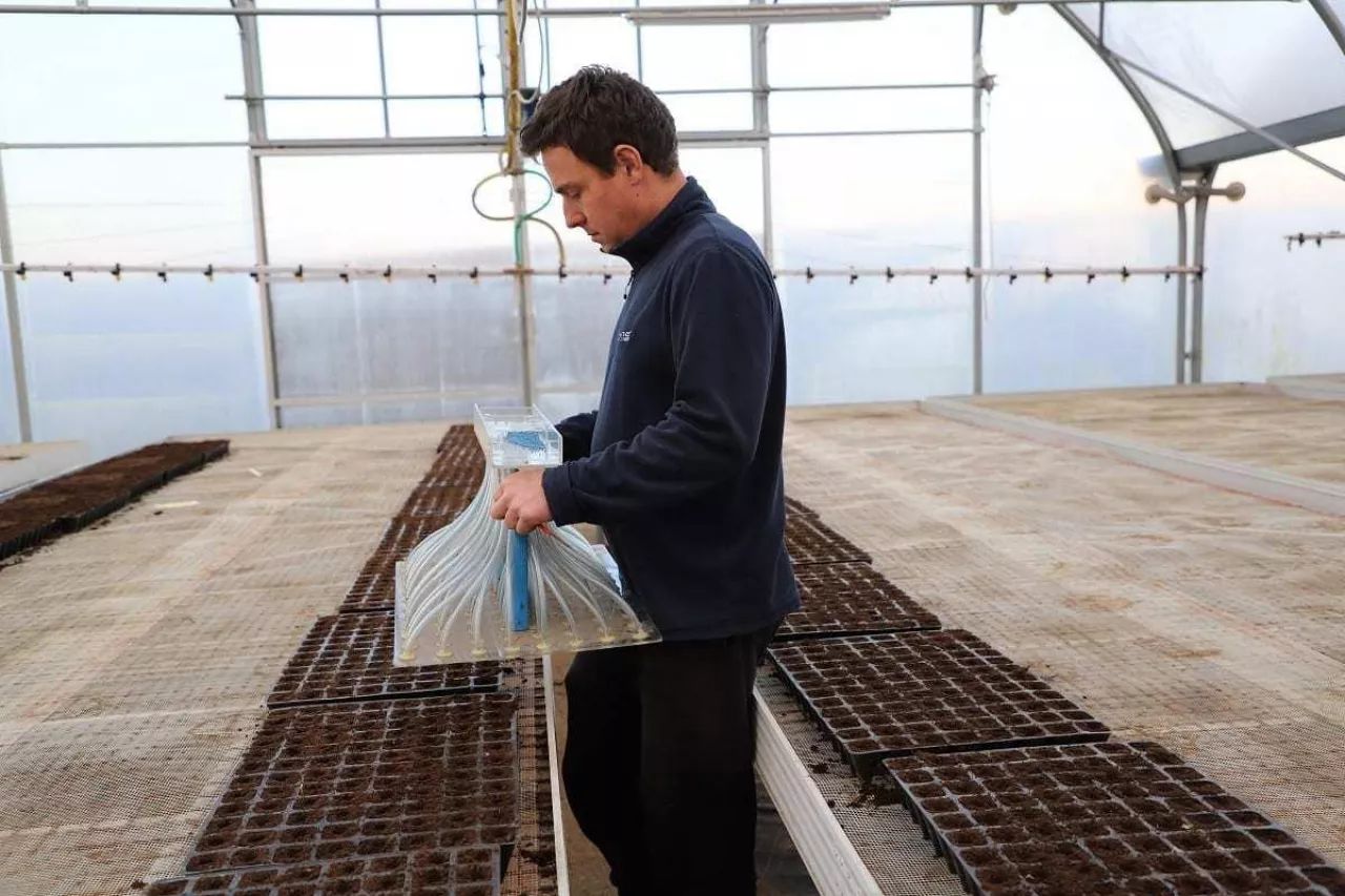 Siew wczesnej kapusty do uprawy przyśpieszonej w tunelach foliowych