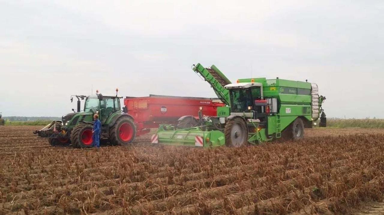 Zbiór ziemniaków w EU