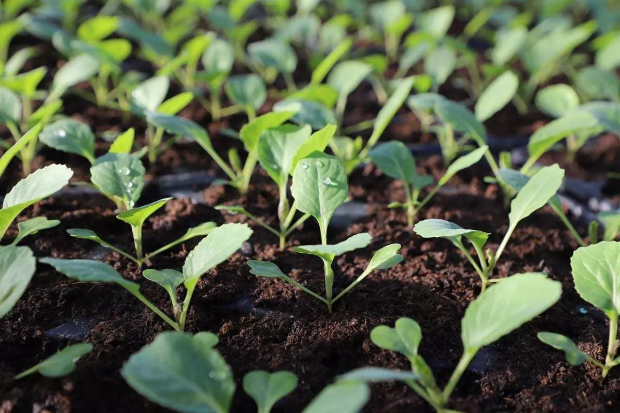 Uprawa warzyw pod osłonami - wczesne warzywa w Igołomi