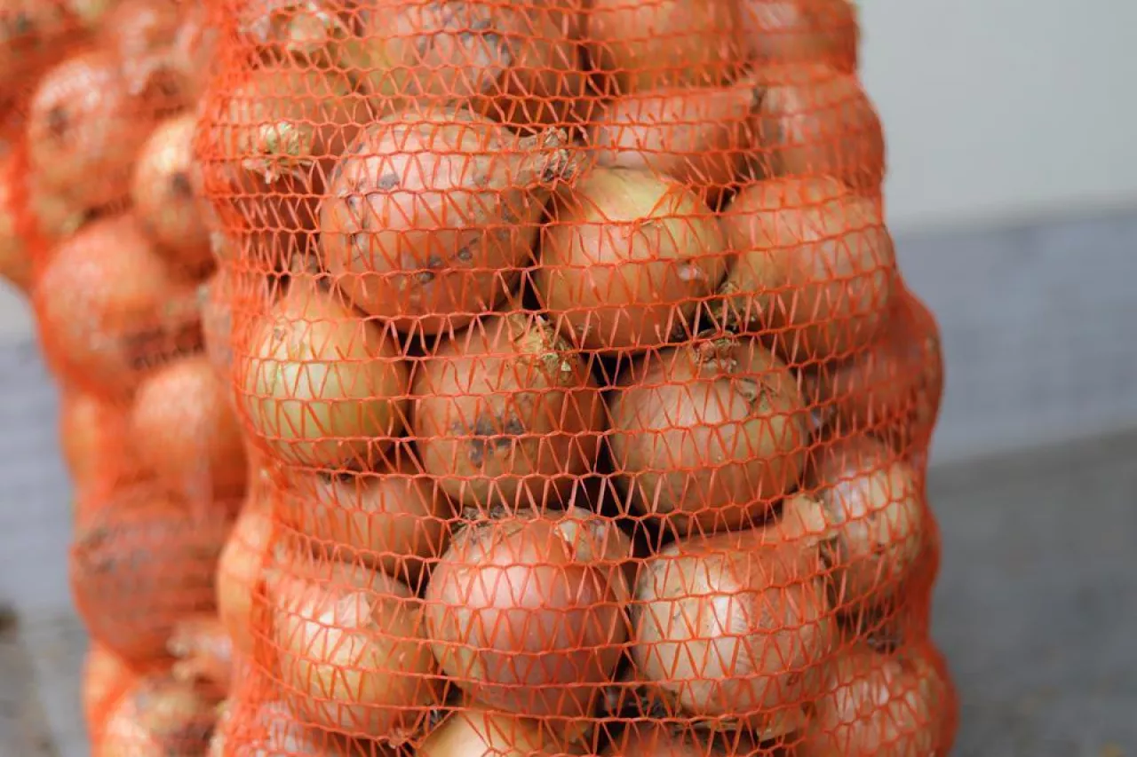 Cebula żółta giełda hurtowa