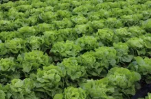 Sałata - oferta odmianowa