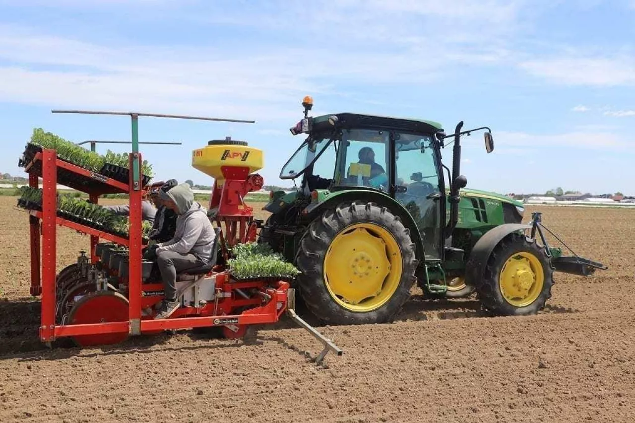 Sadzenie roślin w tym gospodarstwie odbywa się czterorzędową sadzarką Checci & Magli