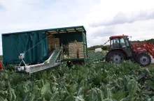 Zestaw do zbioru warzyw – platforma z przenośnikiem z firmy Łuczak Maszyny Rolnicze