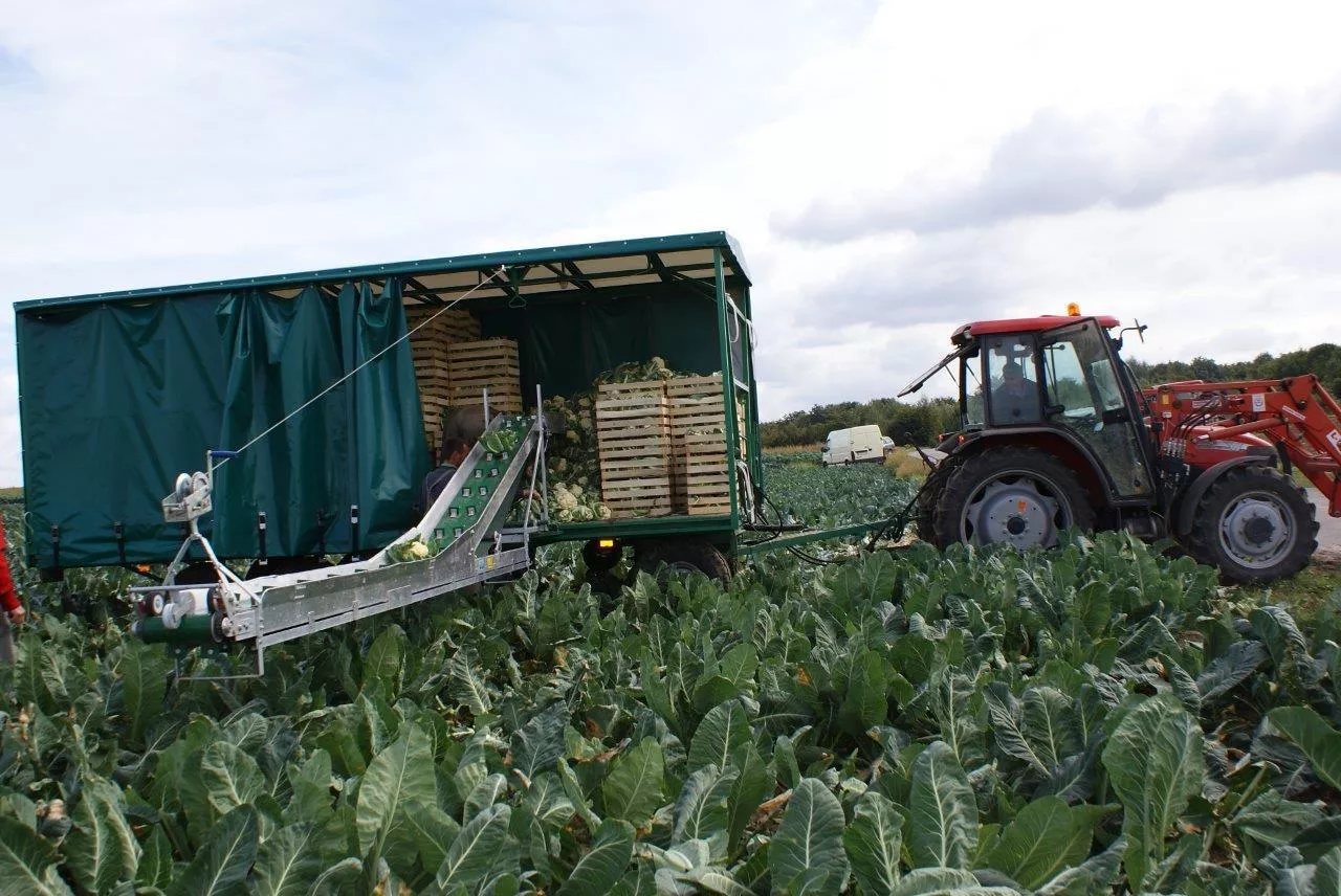 Zestaw do zbioru warzyw – platforma z przenośnikiem z firmy Łuczak Maszyny Rolnicze