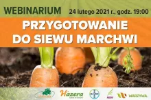 Przygotowanie do siewu marchwi