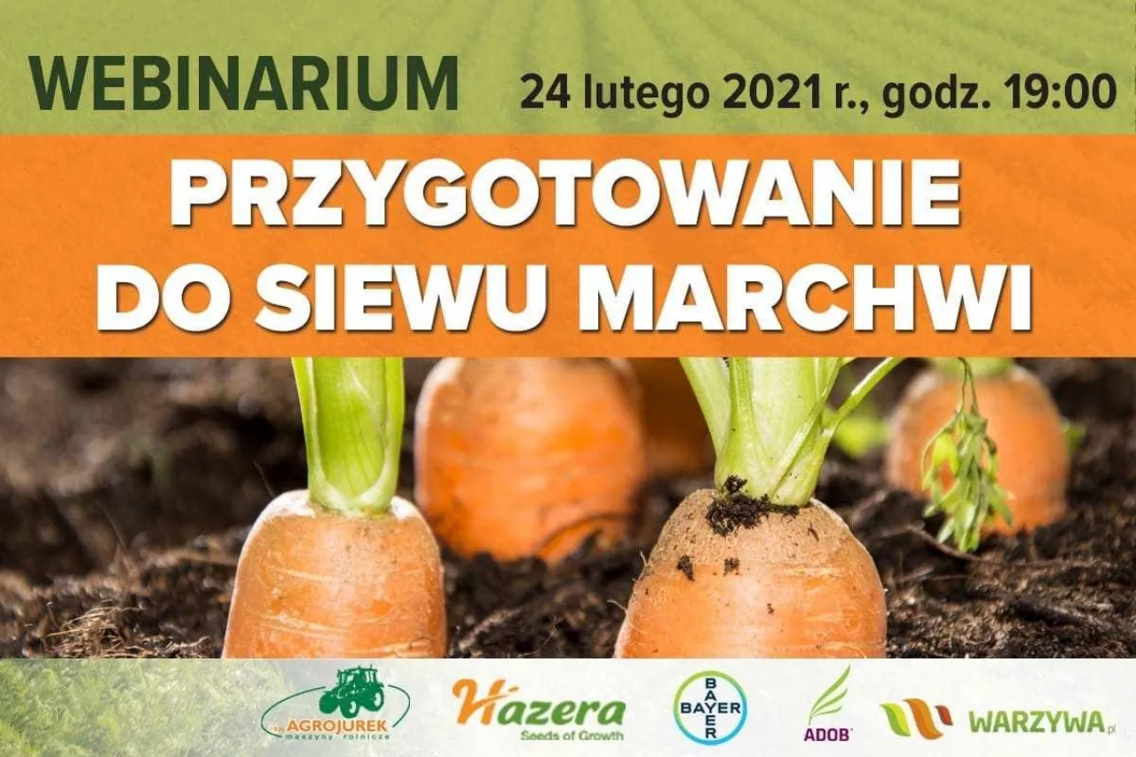 Przygotowanie do siewu marchwi