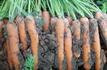 Marchew odmiana Seedo