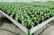 Rozbudowana, wysokiej jakości rozsada, gotowa do sadzenia na miejscu stałym