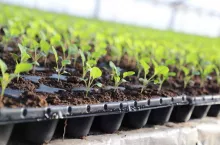 Produkcja rozsady kalafiora (fot. 21.01.2021 r.)