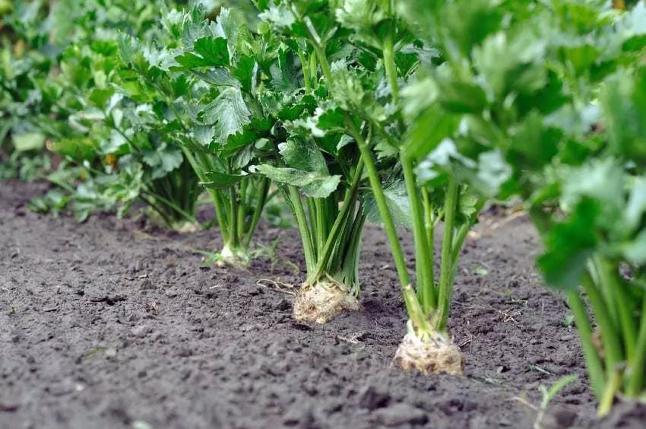 close-up of celery plantation (root vegetable) in the vegetable garden