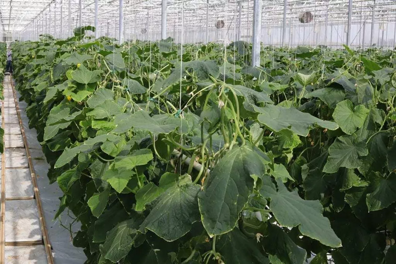 Ogórki szklarniowe po ogłowieniu