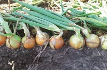 Wymagająca uprawa cebuli