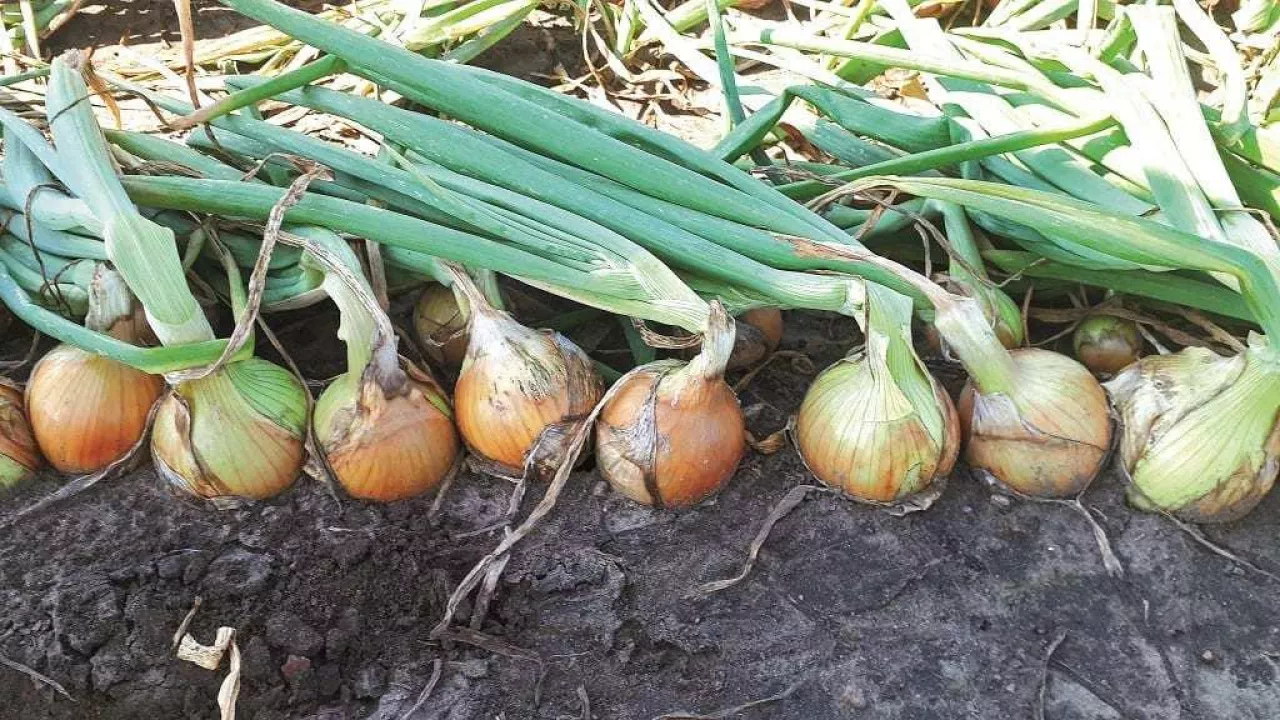 Wymagająca uprawa cebuli