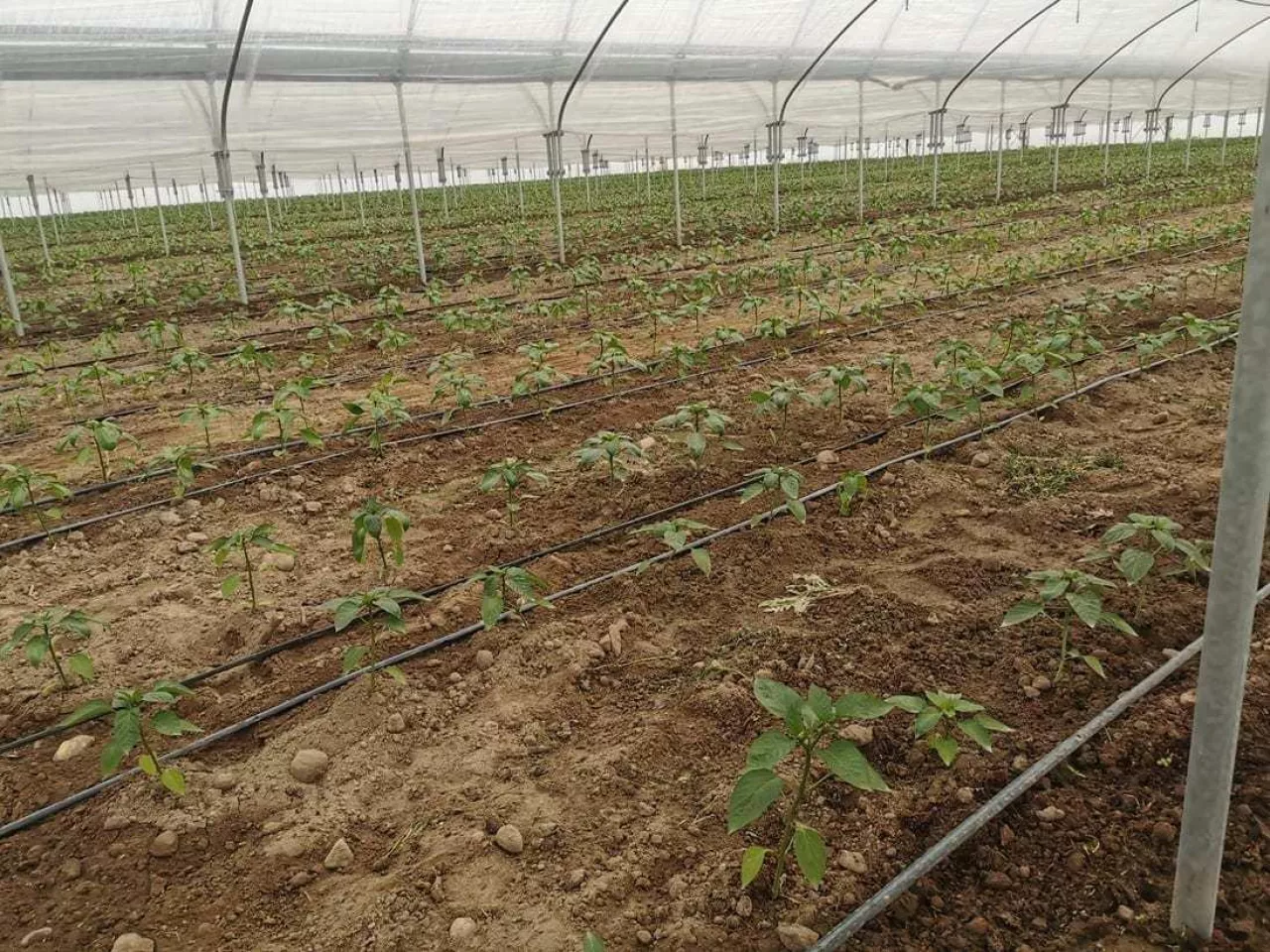 papryka po posadzeniu