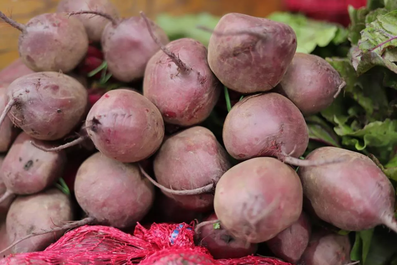 Buraczek czerwony - Brokuł - Rybitwy - lipiec 2020