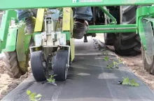 W gospodarstwie Cezarego Olejniczaka, Stary Waliszew, sadzenie pomidora gruntowego na folii biodegradowalnej ecovio
