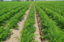 napowietrzona plantacja marchwi