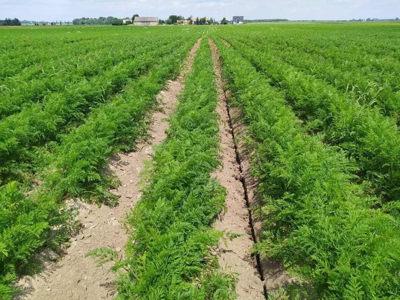 napowietrzona plantacja marchwi