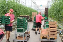 pomidor szklarniowy, zbiór