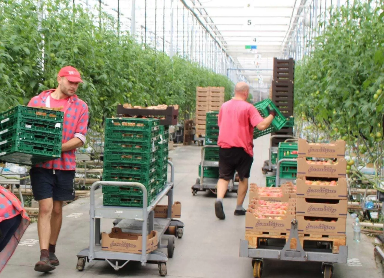 pomidor szklarniowy, zbiór