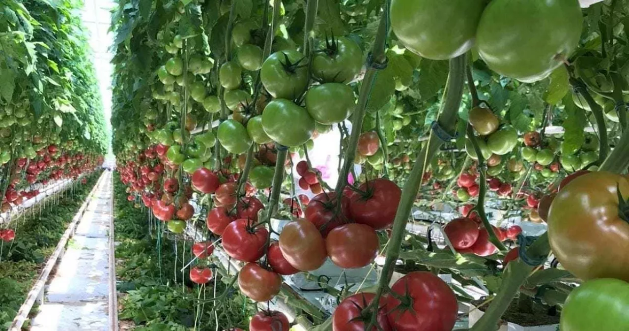 Wielkość owocu Haumaru