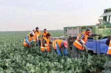 Pracownik sezonowy. Praca przy zbiorze brokułu