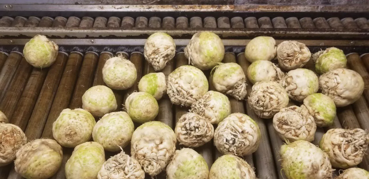 Linia do mycia selera korzeniowego