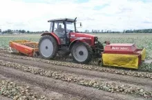 Obcinanie szczypioru - zbiór cebuli