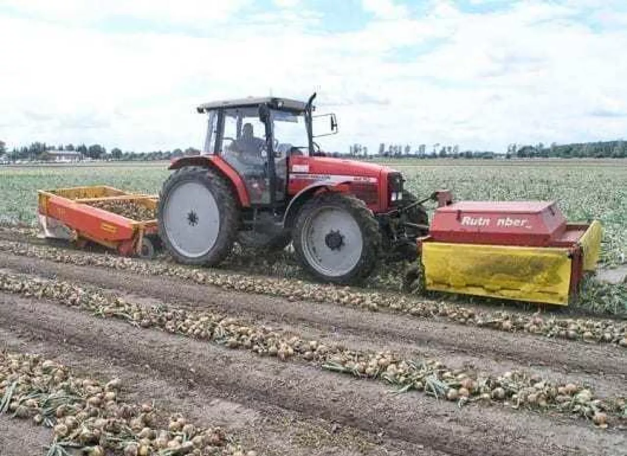 Obcinanie szczypioru - zbiór cebuli