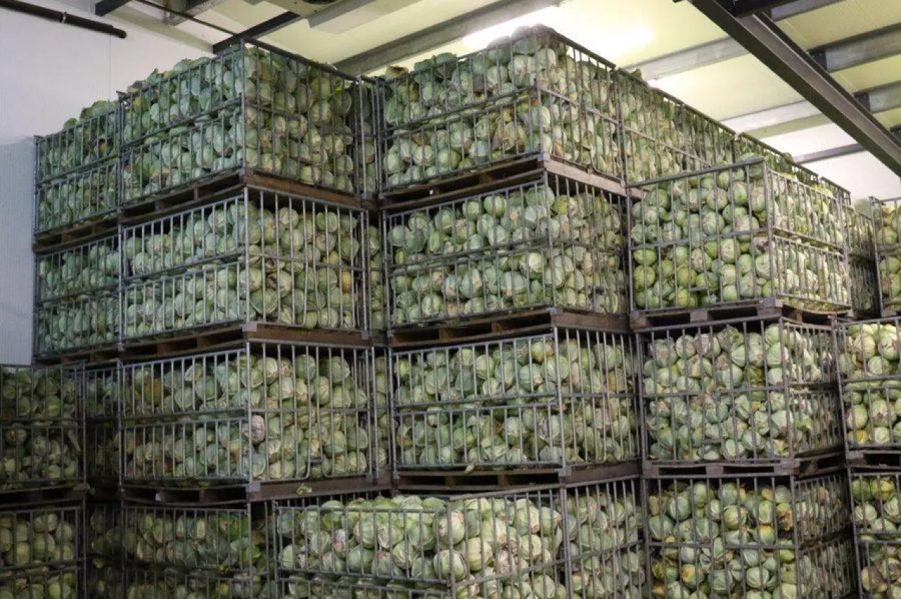 przechowywanie kapusty