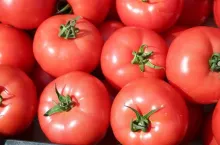 Pomidory