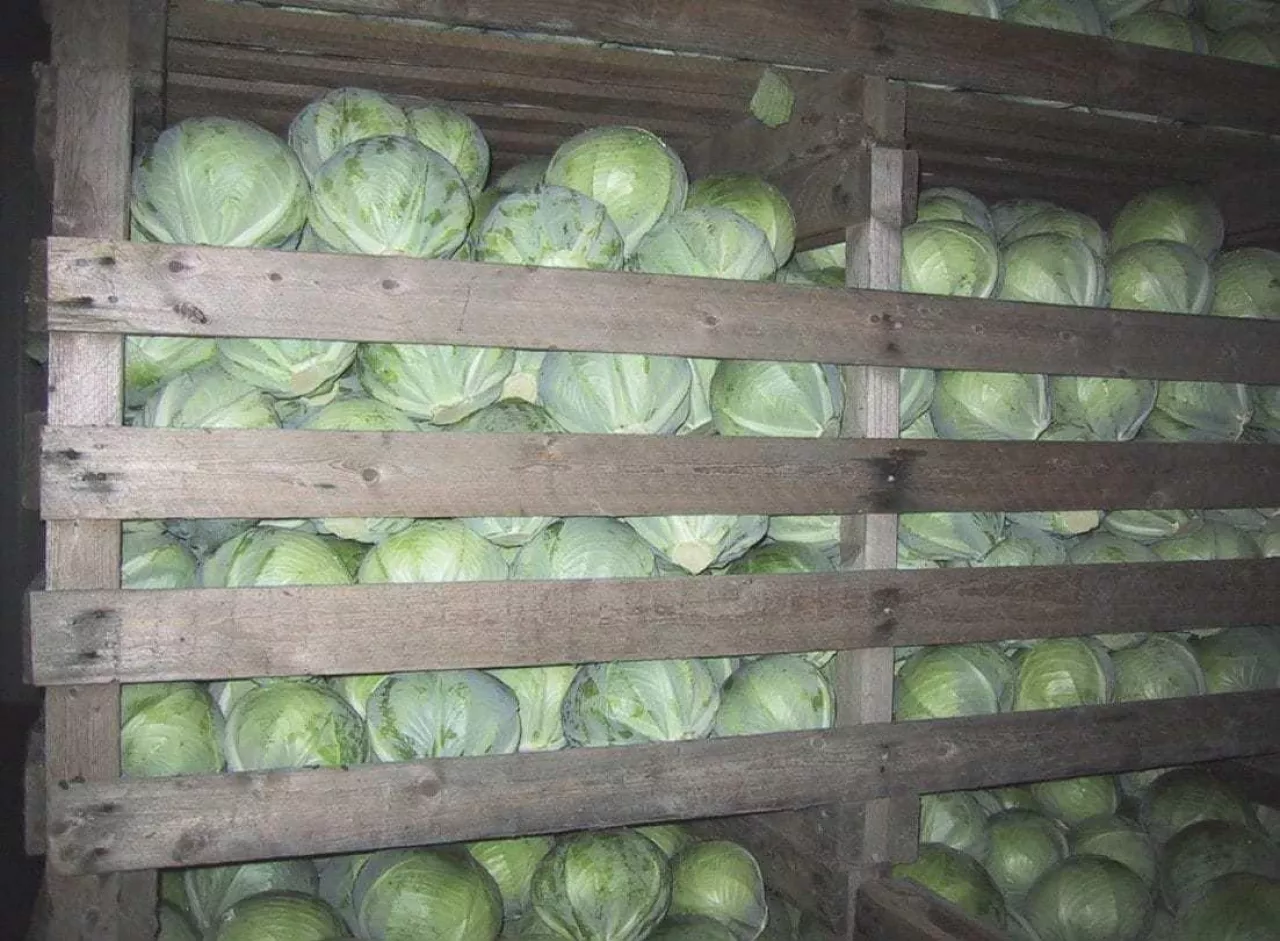 Zdrowa kapusta podczas przechowywania